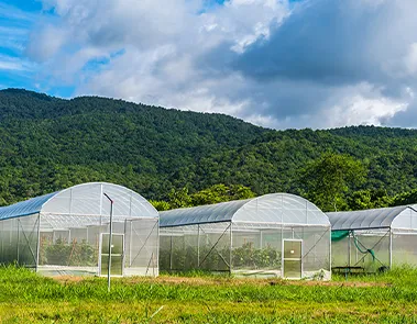 Agricultural pvc Tents